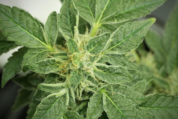 SOUR DIESEL-The Ascension of a Legend. Week 12 - Sour Diesel 12-12 from Seed