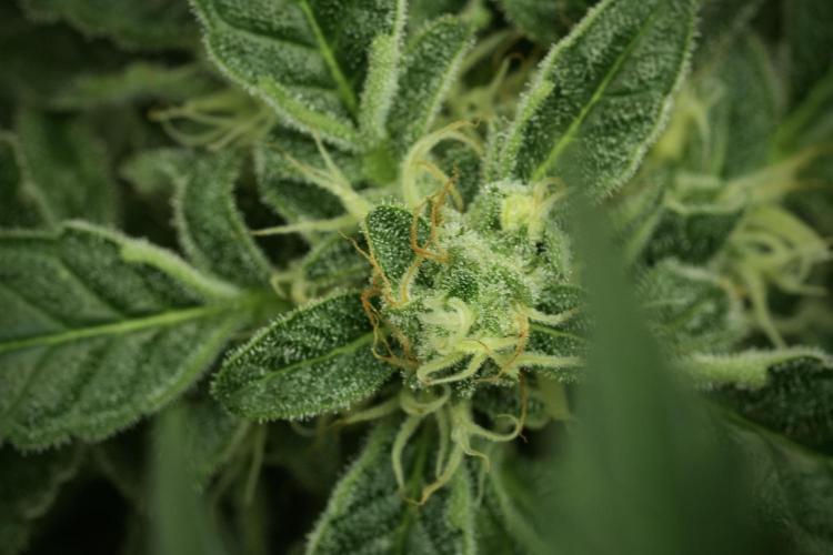 SOUR DIESEL-The Ascension of a Legend. Week 12 - Sour Diesel 12-12 from Seed
