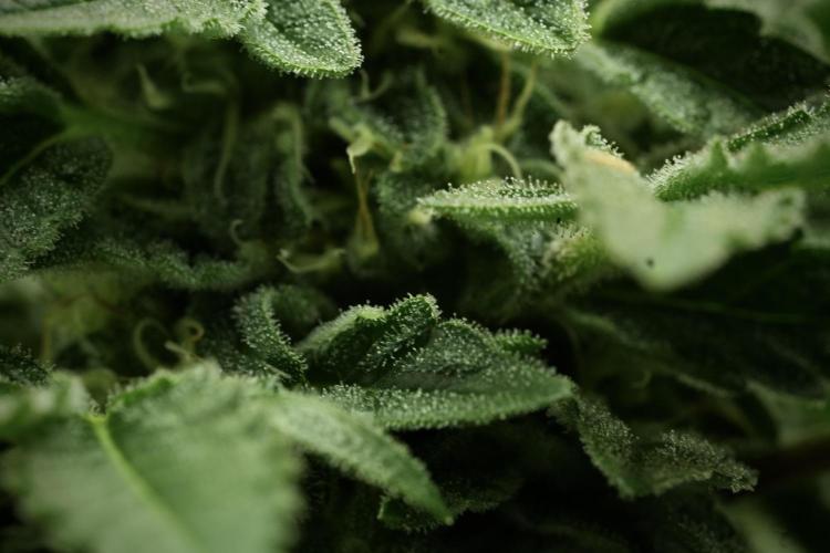 SOUR DIESEL-The Ascension of a Legend. Week 12 - Sour Diesel 12-12 from Seed