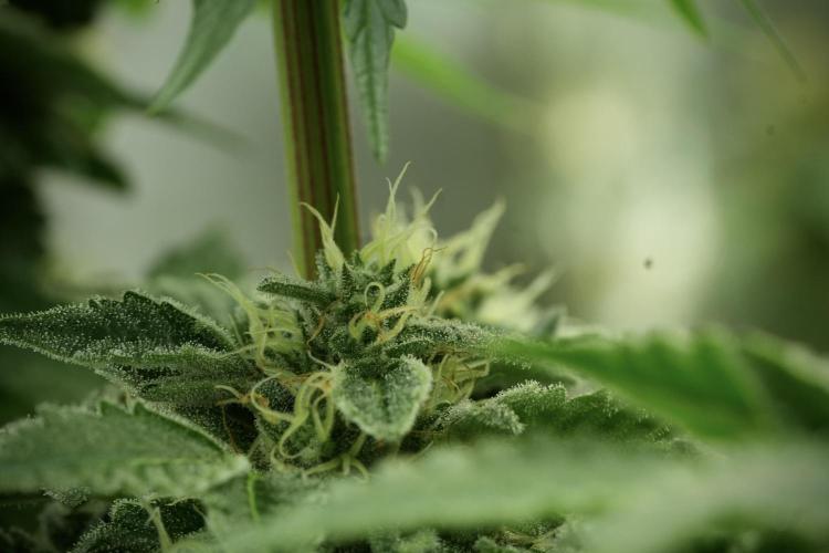 SOUR DIESEL-The Ascension of a Legend. Week 12 - Sour Diesel 12-12 from Seed