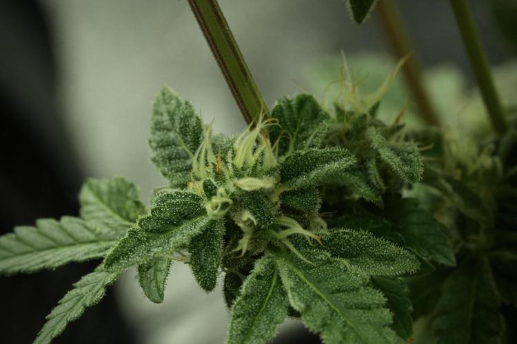 SOUR DIESEL-The Ascension of a Legend. Week 12 - Sour Diesel 12-12 from Seed