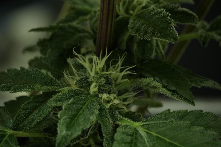 SOUR DIESEL-The Ascension of a Legend. Week 12 - Sour Diesel 12-12 from Seed