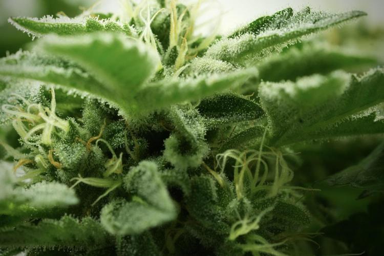 SOUR DIESEL-The Ascension of a Legend. Week 12 - Sour Diesel 12-12 from Seed