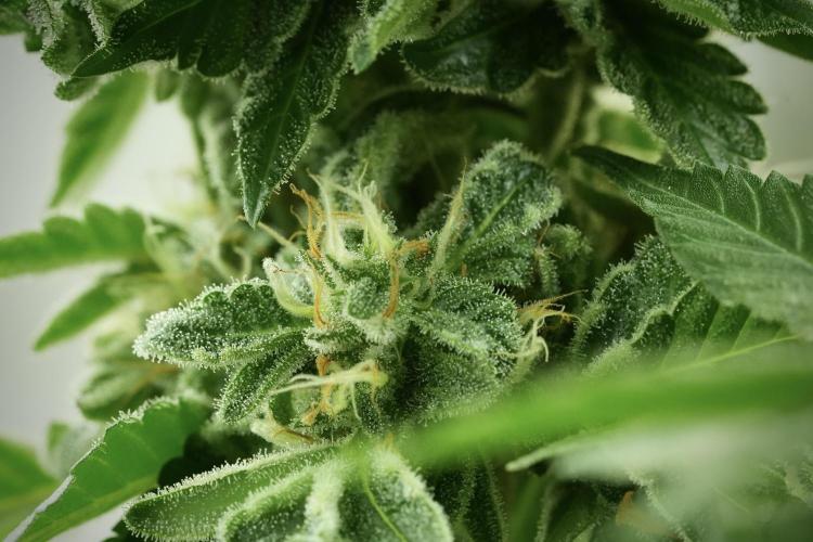 SOUR DIESEL-The Ascension of a Legend. Week 12 - Sour Diesel 12-12 from Seed