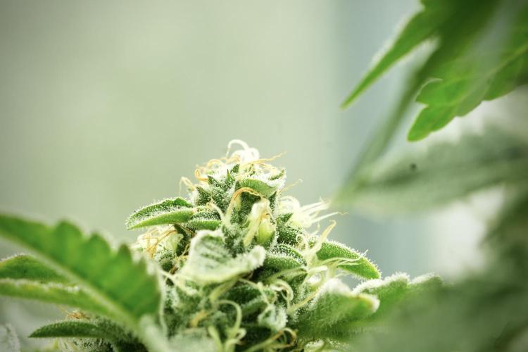 SOUR DIESEL-The Ascension of a Legend. Week 12 - Sour Diesel 12-12 from Seed