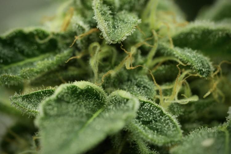 SOUR DIESEL-The Ascension of a Legend. Week 12 - Sour Diesel 
“The Ascension of a Fighter”