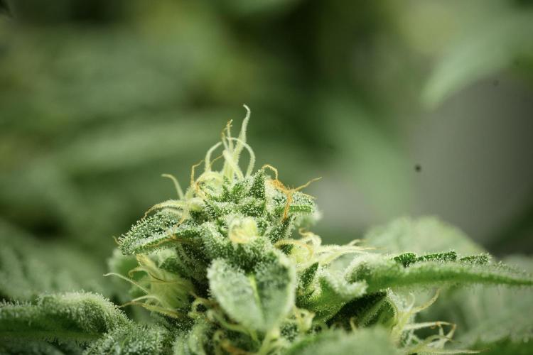 SOUR DIESEL-The Ascension of a Legend. Week 12 - Sour Diesel 
“The Ascension of a Fighter”