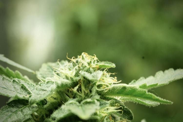 SOUR DIESEL-The Ascension of a Legend. Week 12 - Sour Diesel 
“The Ascension of a Fighter”