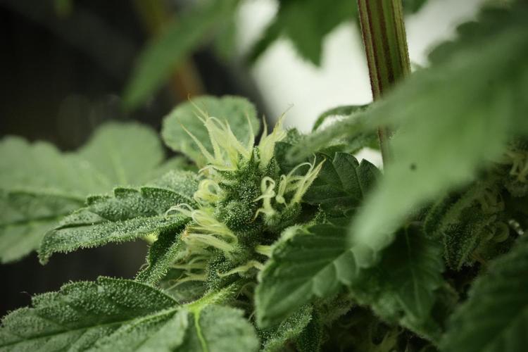 SOUR DIESEL-The Ascension of a Legend. Week 12 - Sour Diesel 
“The Ascension of a Fighter”