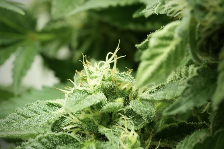 SOUR DIESEL-The Ascension of a Legend. Week 12 - Sour Diesel 
“The Ascension of a Fighter”