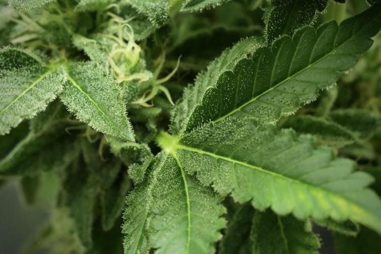 SOUR DIESEL-The Ascension of a Legend. Week 12 - Sour Diesel 
“The Ascension of a Fighter”