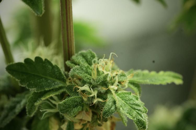 SOUR DIESEL-The Ascension of a Legend. Week 12 - Sour Diesel 
“The Ascension of a Fighter”