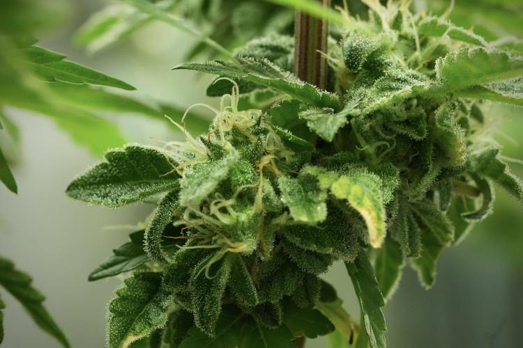 SOUR DIESEL-The Ascension of a Legend. Week 12 - Sour Diesel 
“The Ascension of a Fighter”