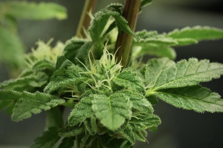 SOUR DIESEL-The Ascension of a Legend. Week 12 - Sour Diesel 
“The Ascension of a Fighter”