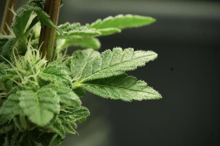 SOUR DIESEL-The Ascension of a Legend. Week 12 - Sour Diesel 
“The Ascension of a Fighter”