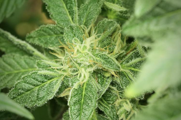 SOUR DIESEL-The Ascension of a Legend. Week 12 - Sour Diesel 
“The Ascension of a Fighter”
