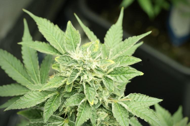 SOUR DIESEL-The Ascension of a Legend. Week 12 - Sour Diesel 
“The Ascension of a Fighter”
