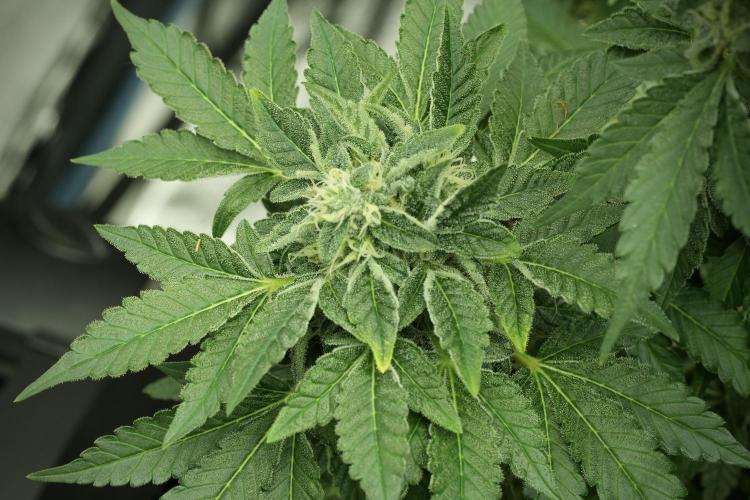 SOUR DIESEL-The Ascension of a Legend. Week 12 - Sour Diesel 
“The Ascension of a Fighter”
