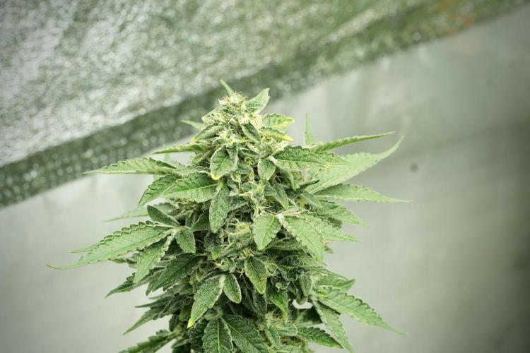 SOUR DIESEL-The Ascension of a Legend. Week 12 - Sour Diesel 
“The Ascension of a Fighter”