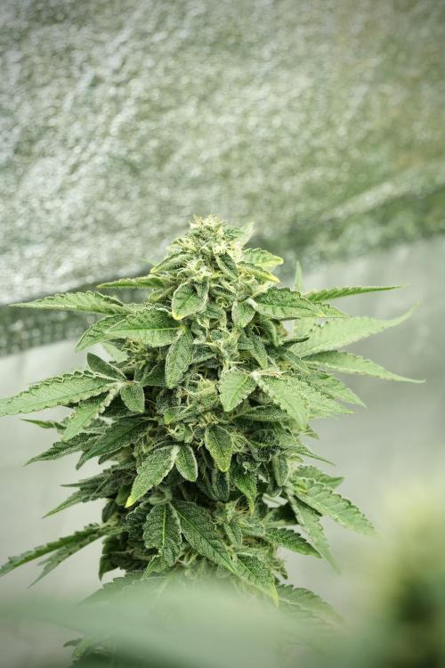 SOUR DIESEL-The Ascension of a Legend. Week 12 - Sour Diesel 
“The Ascension of a Fighter”