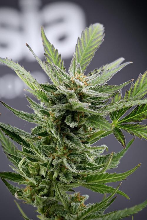 GMO Cookies Served with extra curiosity. Week 11 - GMO Cookies 23 stacks in photo 