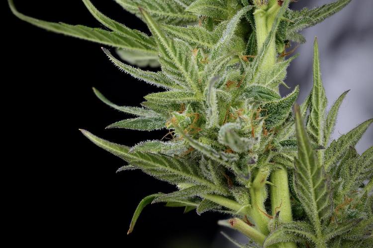 GMO Cookies Served with extra curiosity. Week 11 - GMO Cookies 25 stacks in photo 