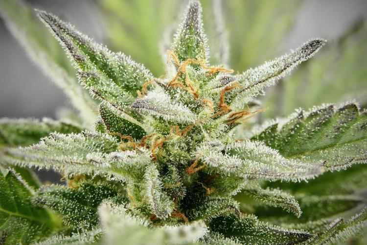 GMO Cookies Served with extra curiosity. Week 11 - GMO Cookies 36 stacks in photo 