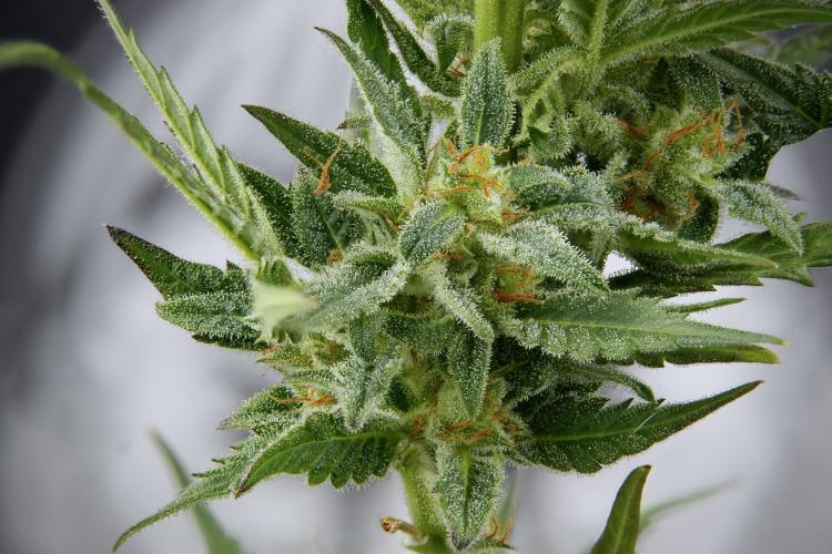 GMO Cookies Served with extra curiosity. Week 11 - GMO Cookies 36 stacks in photo 