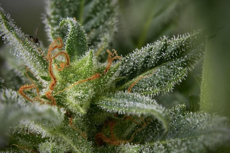 GMO Cookies Served with extra curiosity. Week 11 - GMO Cookies 46 stacks in photo 