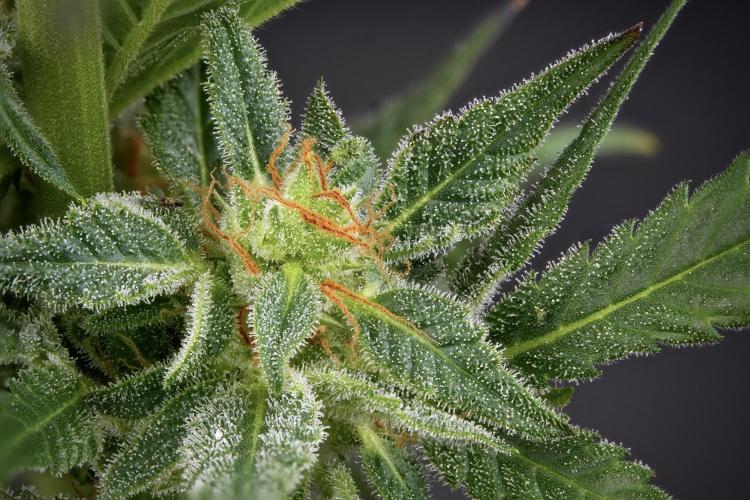 GMO Cookies Served with extra curiosity. Week 11 - GMO Cookies 52 stacks in photo 