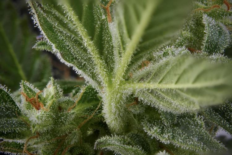 GMO Cookies Served with extra curiosity. Week 11 - GMO Cookies 111 stacks in photo 