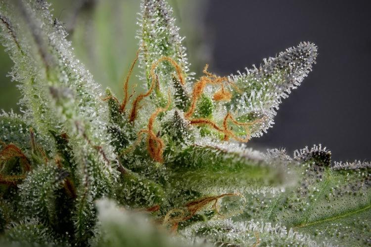 GMO Cookies Served with extra curiosity. Week 11 - GMO Cookies 141 stacks in photo 