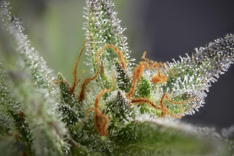 GMO Cookies Served with extra curiosity. Week 11 - GMO Cookies 148 stacks in photo 