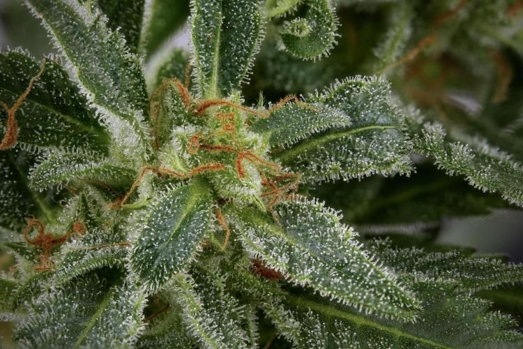GMO Cookies Served with extra curiosity. Week 11 - GMO Cookies 156 stacks in photo 
