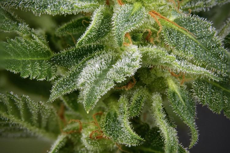 GMO Cookies Served with extra curiosity. Week 11 - GMO Cookies 222 stacks in photo 