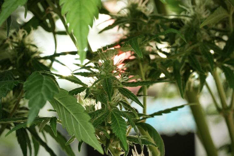 GMO Cookies Served with extra curiosity. Week 11 - GMO Cookies No Veg