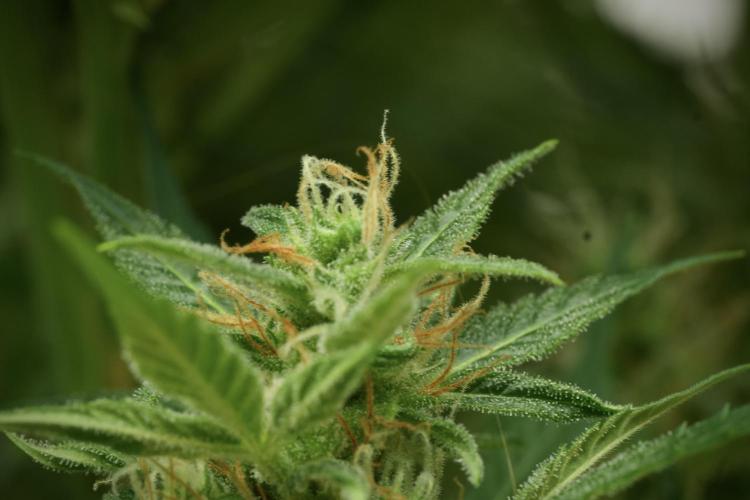 GMO Cookies Served with extra curiosity. Week 11 - GMO Cookies No Veg