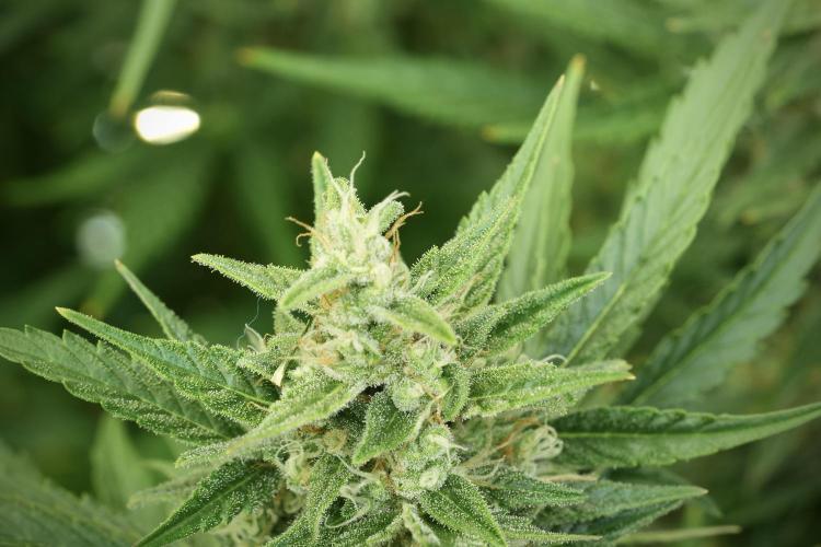 GMO Cookies Served with extra curiosity. Week 11 - GMO Cookies No Veg