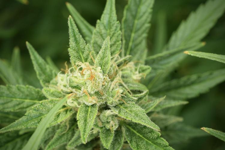 GMO Cookies Served with extra curiosity. Week 11 - GMO Cookies No Veg