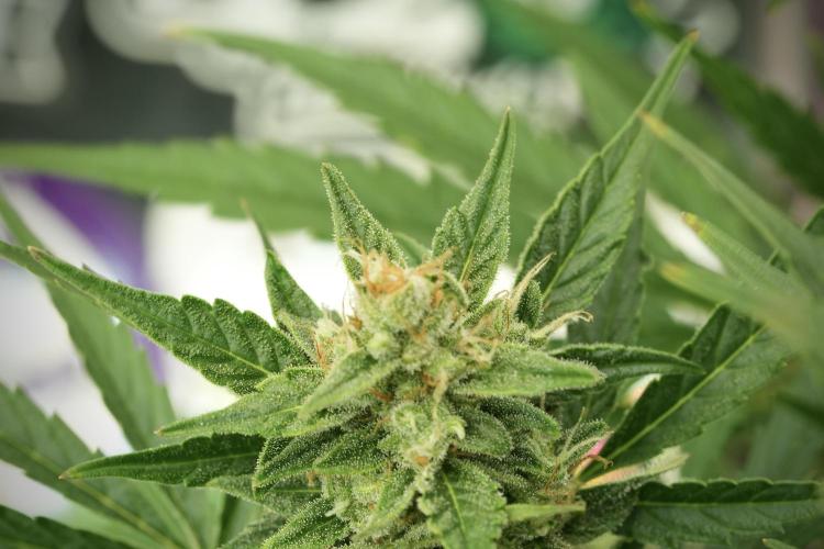 GMO Cookies Served with extra curiosity. Week 11 - GMO Cookies No Veg