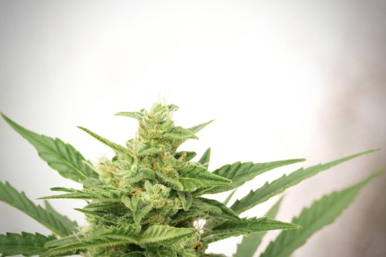 GMO Cookies Served with extra curiosity. Week 11 - GMO Cookies No Veg