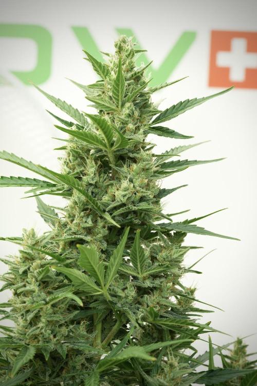 GMO Cookies Served with extra curiosity. Week 11 - GMO Cookies No Veg