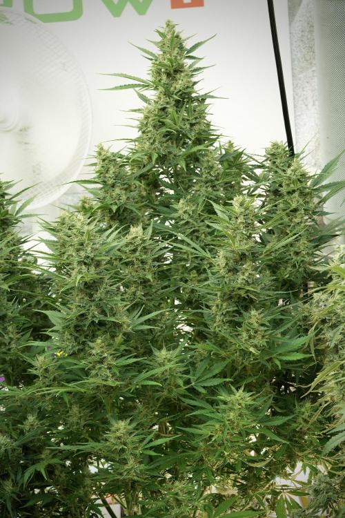 GMO Cookies Served with extra curiosity. Week 11 - GMO Cookies No Veg