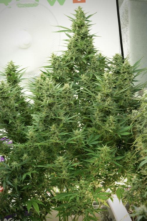GMO Cookies Served with extra curiosity. Week 11 - GMO Cookies No Veg