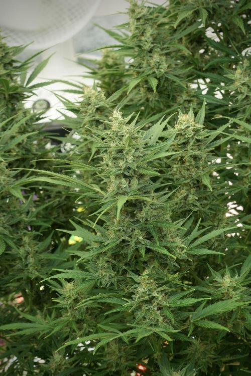 GMO Cookies Served with extra curiosity. Week 11 - GMO Cookies No Veg