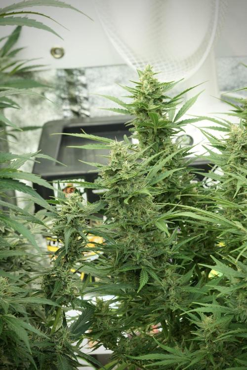 GMO Cookies Served with extra curiosity. Week 11 - GMO Cookies No Veg