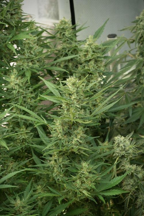 GMO Cookies Served with extra curiosity. Week 11 - GMO Cookies No Veg