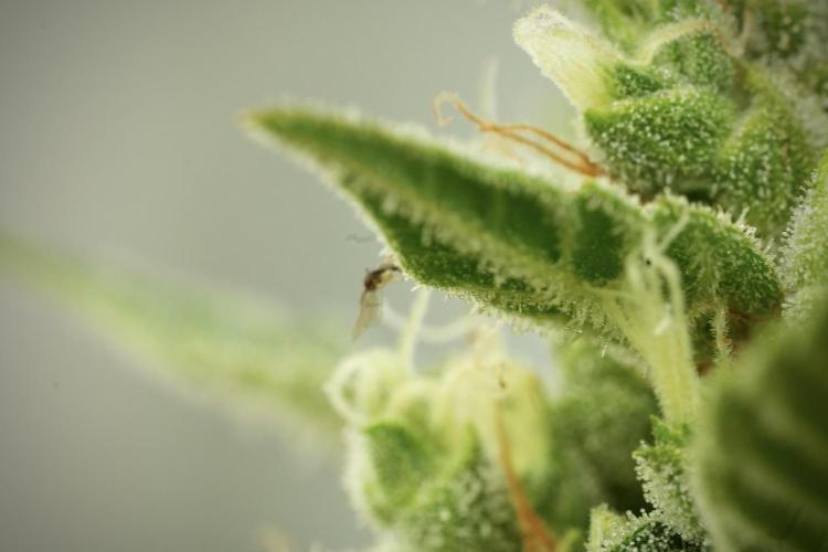 GMO Cookies Served with extra curiosity. Week 11 - GMO Cookies No Veg
