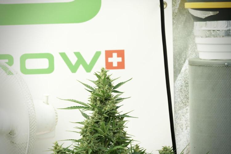 GMO Cookies Served with extra curiosity. Week 11 - GMO Cookies No Veg
