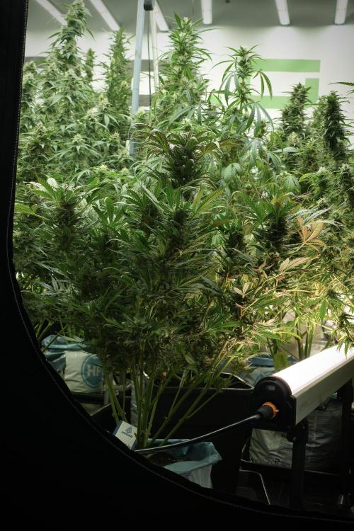 GMO Cookies Served with extra curiosity. Week 11 - GMO Cookies No Veg